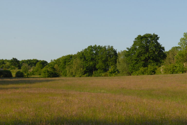 Grünland am Vogelsang von Bebauung freihalten